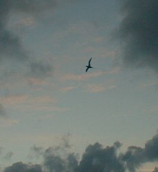 The tropic bird, following the boat