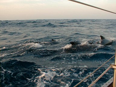 Pilot whales