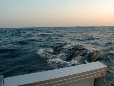 Pilot Whales