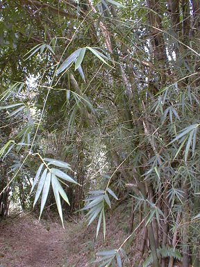 Mid-forest bamboo grove