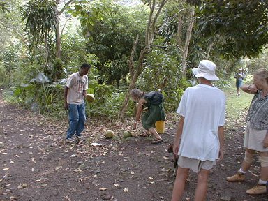 Green coconuts, fresh from the forest