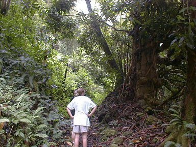 The ancient tusks of the forest - hardwoods