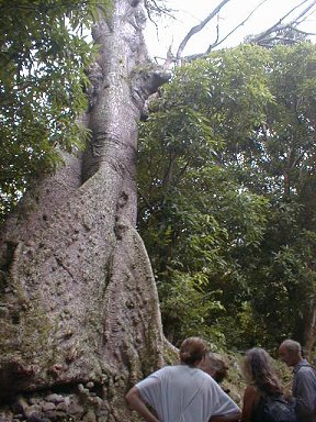 The intrepid party look at a tree