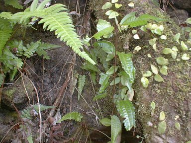 A tree trunk