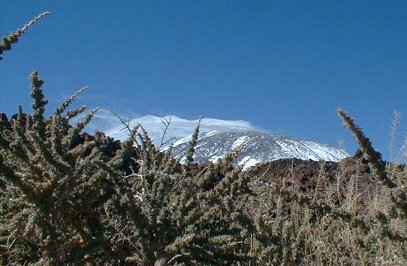 Plant-life above the tree line