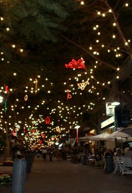 Christmas Lights under the trees